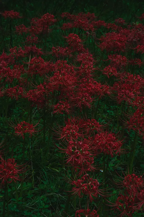Landscape 5